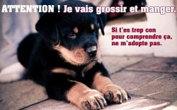 Abandon adoption