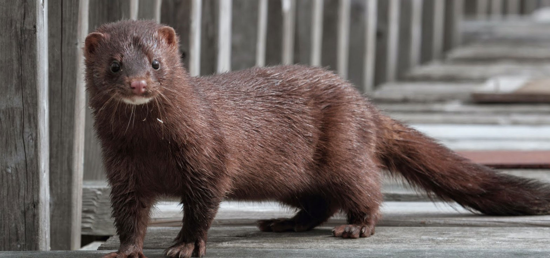 L’ÉLEVAGE DE VISONS DE MONTARLOT LES RIOZ (70)