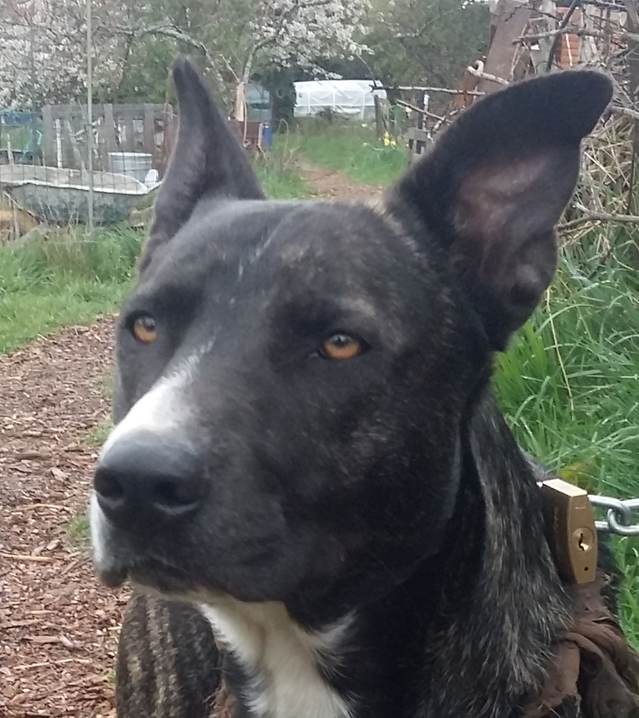 Urgent ADOPTION