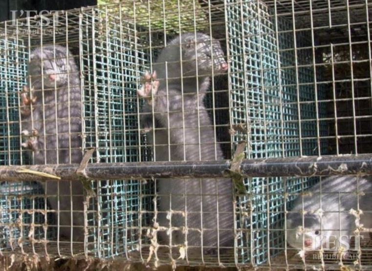 VISONS LIBÉRÉS À MONTARLOT LES RIOZ (70)