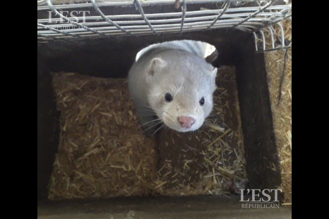 LES DÉFENSEURS DES ANIMAUX SE RASSEMBLENT À VESOUL