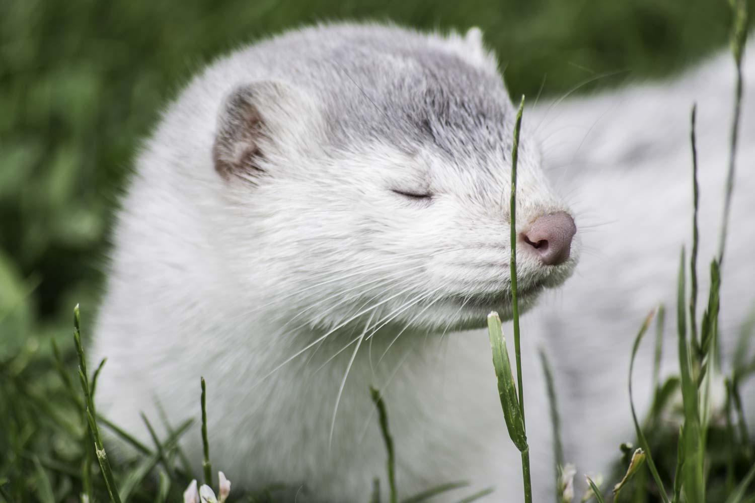 Travaux refuge visons