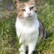 Livret Blanc sur la gestion des chats à DIJON