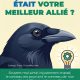 ​Les corvidés : les alliés que l’on assassine